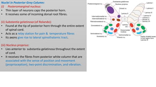 Nuclei in Posterior Grey Column:
(i) Posteromarginal nucleus:
• Thin layer of neurons caps the posterior horn.
• It receives some of incoming dorsal root fibres.
(ii) Substantia gelatinosa (of Rolando):
• Found at the tip of posterior horn through the entire extent
of spinal cord.
• Acts as a relay station for pain & temperature fibres
• Its axons give rise to lateral spinothalamic tract.
(iii) Nucleus proprius:
• Lies anterior to substantia gelatinosa throughout the extent
of cord.
• It receives the fibres from posterior white column that are
associated with the sense of position and movement
(proprioception), two-point discrimination, and vibration.
 