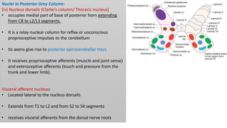 Nuclei in Posterior Grey Column:
(iv) Nucleus dorsalis (Clarke’s column/ Thoracic nucleus)
• occupies medial part of base of posterior horn extending
from C8 to L2/L3 segments.
• It is a relay nuclear column for reflex or unconscious
proprioceptive impulses to the cerebellum
• Its axons give rise to posterior spinocerebellar tract.
• It receives proprioceptive afferents (muscle and joint sense)
and exteroceptive afferents (touch and pressure from the
trunk and lower limb).
Visceral afferent nucleus:
• Located lateral to the nucleus dorsalis
• Extends from T1 to L2 and from S2 to S4 segments
• receives visceral afferents from the dorsal nerve roots
 