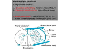 Blood supply of spinal cord
3 longitudional arteries:
a. 1 Anterior spinal artery- Anterior median fissure
b. 2 posterior spinal arteries- posterolateral sulcus
• Arteria vasocorona - arterial plexus; +nt in pia
mater- send branches to substance of spinal cord.
 