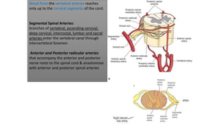 Blood from the vertebral arteries reaches
only up to the cervical segments of the cord.
Segmental Spinal Arteries:
branches of vertebral, ascending cervical,
deep cervical, intercostal, lumbar and sacral
arteries enter the vertebral canal through
intervertebral foramen.
Anterior and Posterior radicular arteries
that accompany the anterior and posterior
nerve roots to the spinal cord & anastomose
with anterior and posterior spinal arteries
 