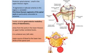 Posterior spinal arteries - small in the
upper thoracic region.
If segmental or radicular arteries in this
region is occluded--
First three thoracic segments of the spinal
cord are particularly vulnerable to
ischemia.
Feeder arteries great anterior medullary
artery of Adamkiewicz,:
arises from the aorta in the lower thoracic
or upper lumbar vertebral levels;
it is unilateral and, (left side).
major source of blood to the lower two-
thirds of the spinal cord
 