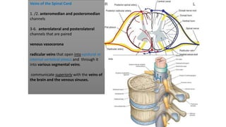 Veins of the Spinal Cord
1. /2. anteromedian and posteromedian
channels
3-6. anterolateral and posterolateral
channels that are paired
venous vasocorona
radicular veins that open into epidural or
internal vertebral plexus and through it
into various segmental veins.
communicate superiorly with the veins of
the brain and the venous sinuses.
 