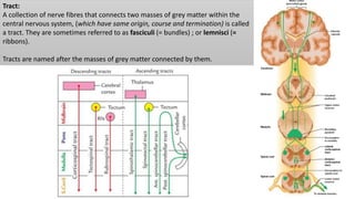 Tract:
A collection of nerve fibres that connects two masses of grey matter within the
central nervous system, (which have same origin, course and termination) is called
a tract. They are sometimes referred to as fasciculi (= bundles) ; or lemnisci (=
ribbons).
Tracts are named after the masses of grey matter connected by them.
 