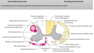 Descending (motor) tracts Ascending (sensory) tracts
# Ascending tracts are located towards the periphery & descending tracts towards the center
 