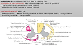 Descending tracts: conduct impulses from brain to the spinal cord
A. Pyramidal or cortlcospinal tract: Descends from cerebral cortex to the spinal cord.
1.Lateral corticospinaj tract -lies in the lateral funiculus.
2.Anterior corticospinal tract - lies in anterior funiculus.
B. Extrapyramidal tracts. These are:
1. Rubrospinal tract 2. Medial reticulospinal tracts 3. Lateral reticulospinal tracts. 4. Olivospinal tract.
5. Vestibulospinal tract 6.Tectospinal tract.
 
