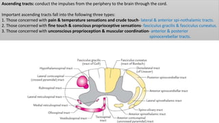 Ascending tracts: conduct the impulses from the periphery to the brain through the cord.
Important ascending tracts fall into the following three types:
1. Those concerned with pain & temperature sensations and crude touch- lateral & anterior spi-nothalamic tracts.
2. Those concerned with fine touch & conscious proprioceptive sensations- fasciculus gracilis & fasciculus cuneatus.
3. Those concerned with unconscious proprioception & muscular coordination- anterior & posterior
spinocerebellar tracts.
 