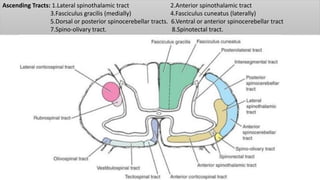 Ascending Tracts: 1.Lateral spinothalamic tract 2.Anterior spinothalamic tract
3.Fasciculus gracilis (medially) 4.Fasciculus cuneatus (laterally)
5.Dorsal or posterior spinocerebellar tracts. 6.Ventral or anterior spinocerebellar tract
7.Spino-olivary tract. 8.Spinotectal tract.
 