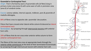 Pyramidal or Corticospinal Tract:
Origin: Tract is formed by axons of pyramidal cells (of Betz) lying in
primary motor area (area 4) with some axon of cells in premotor area
(area 6) of cerebral cortex.
Course: corona radiate, internal capsule, midbrain, pons & pyramids of
medulla oblongata.
80% of fibres cross to opposite side -pyramidal decussation.
Fibres that have crossed enter lateral white column & descend as lateral
corticospinal tract.
Termination: by synapsing through internuncial neurons with anterior
horn cells.
20% of fibres that do not cross enter anterior white column to form
anterior corticospinal tract.
The fibres of this tract also cross at appropriate levels through the
anterior white commissure at the level of their termination & terminate
by synapsing through internuncual neuron with anterior horn cell.
 