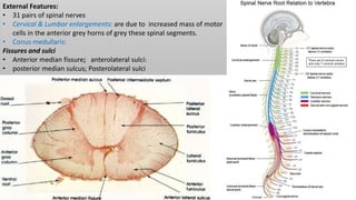 External Features:
• 31 pairs of spinal nerves
• Cervical & Lumbar enlargements: are due to increased mass of motor
cells in the anterior grey horns of grey these spinal segments.
• Conus medullaris:
Fissures and sulci
• Anterior median fissure; anterolateral sulci:
• posterior median sulcus; Posterolateral sulci
 