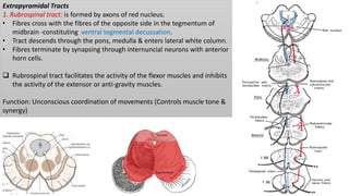 Extrapyramidal Tracts
1. Rubrospinal tract: is formed by axons of red nucleus.
• Fibres cross with the fibres of the opposite side in the tegmentum of
midbrain -constituting ventral tegmental decussation.
• Tract descends through the pons, medulla & enters lateral white column.
• Fibres terminate by synapsing through internuncial neurons with anterior
horn cells.
 Rubrospinal tract facilitates the activity of the flexor muscles and inhibits
the activity of the extensor or anti-gravity muscles.
Function: Unconscious coordination of movements (Controls muscle tone &
synergy)
 