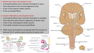 2. Medial (pontine) reticulospinal tract:
• is formed by fibres from reticular formation in pons.
• Tract descends to the cervical segments only.
• It lies in the anterior white column.
• It has uncrossed fibres.
3. Lateral ( Medullary) reticulospinal tract:
• is formed by fibres from reticular formation in medulla.
• Tract descend upto thoracic segments of spinal cord.
• It lies in the anterolateral white column
• It has both crossed and uncrossed fibres.
 Both tracts terminate by synapsing with the neurons in
laminae VII of anterior gray columns of spinal cord.
 