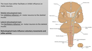 The tracts have either facilitate or inhibit influence on
motor neurons.
Medial reticulospinal tract:
has inhibitory influence on motor neurons to the skeletal
mucles
Lateral reticulospinal tract:
has facilitatory influence on motor neurons to the skeletal
mucles
Reticulospinal tracts influence voluntary movements and
reflex activity
 