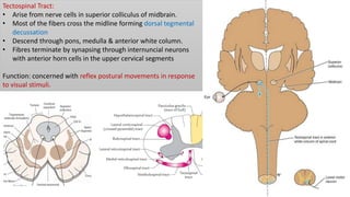 Tectospinal Tract:
• Arise from nerve cells in superior colliculus of midbrain.
• Most of the fibers cross the midline forming dorsal tegmental
decussation
• Descend through pons, medulla & anterior white column.
• Fibres terminate by synapsing through internuncial neurons
with anterior horn cells in the upper cervical segments
Function: concerned with reflex postural movements in response
to visual stimuli.
 