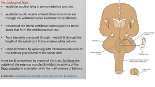 Vestibulospinal Tract:
• vestibular nucleus lying at pontomedullary junction.
• vestibular nuclei receive afferent fibers from inner ear
through the vestibular nerve and from the cerebellum.
• Neurons of the lateral vestibular nucleus give rise to the
axons that form the vestibulospinal tract.
• Tract descends uncrossed through medulla & through the
length of the spinal cord in the anterior white column.
• Fibers terminate by synapsing with internuncial neurons of
the anterior gray column of the spinal cord
Inner ear & cerebellum, by means of this tract, facilitate the
activity of the extensor muscles & inhibit the activity of the
flexor muscles in association with the maintenance of balance
Function: Unconscious maintenance of posture & balance
 