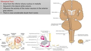 Olivospinal Tract:
• Arise from the inferior olivary nucleus in medulla
• Descend in the lateral white column.
• Influence the activity of the motor neurons in the anterior
gray column.
• There is now considerable doubt that it exists
 