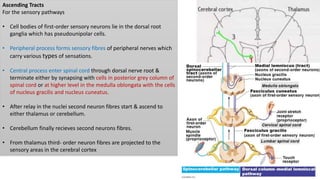 Ascending Tracts
For the sensory pathways
• Cell bodies of first-order sensory neurons lie in the dorsal root
ganglia which has pseudounipolar cells.
• Peripheral process forms sensory fibres of peripheral nerves which
carry various types of sensations.
• Central process enter spinal cord through dorsal nerve root &
terminate either by synapsing with cells in posterior grey column of
spinal cord or at higher level in the medulla oblongata with the cells
of nucleus gracilis and nucleus cuneatus.
• After relay in the nuclei second neuron fibres start & ascend to
either thalamus or cerebellum.
• Cerebellum finally recieves second neurons fibres.
• From thalamus third- order neuron fibres are projected to the
sensory areas in the cerebral cortex
 