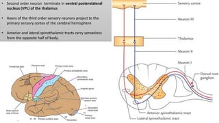 • Second order neuron terminate in ventral posterolateral
nucleus (VPL) of the thalamus
• Axons of the third order sensory neurons project to the
primary sensory cortex of the cerebral hemisphere
• Anterior and lateral spinothalamic tracts carry sensations
from the opposite half of body.
 