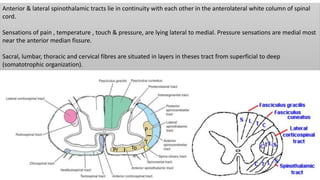 Anterior & lateral spinothalamic tracts lie in continuity with each other in the anterolateral white column of spinal
cord.
Sensations of pain , temperature , touch & pressure, are lying lateral to medial. Pressure sensations are medial most
near the anterior median fissure.
Sacral, lumbar, thoracic and cervical fibres are situated in layers in theses tract from superficial to deep
(somatotrophic organization).
P
Pr To
T
 