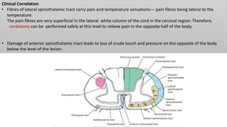 Clinical Correlation
• Fibres of lateral spinothalamic tract carry pain and temperature sensations— pain fibres being lateral to the
temperature.
The pain fibres are very superficial in the lateral white column of the cord in the cervical region. Therefore,
cordotomy can be performed safely at this level to relieve pain in the opposite half of the body.
• Damage of anterior spinothalamic tract leads to loss of crude touch and pressure on the opposite of the body
below the level of the lesion.
 
