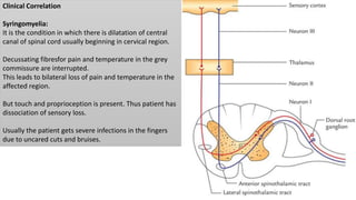 Clinical Correlation
Syringomyelia:
It is the condition in which there is dilatation of central
canal of spinal cord usually beginning in cervical region.
Decussating fibresfor pain and temperature in the grey
commissure are interrupted.
This leads to bilateral loss of pain and temperature in the
affected region.
But touch and proprioception is present. Thus patient has
dissociation of sensory loss.
Usually the patient gets severe infections in the fingers
due to uncared cuts and bruises.
 