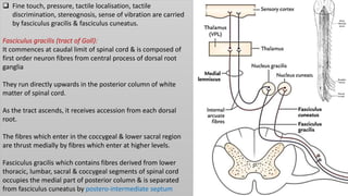  Fine touch, pressure, tactile localisation, tactile
discrimination, stereognosis, sense of vibration are carried
by fasciculus gracilis & fasciculus cuneatus.
Fasciculus gracilis (tract of Goll):
It commences at caudal limit of spinal cord & is composed of
first order neuron fibres from central process of dorsal root
ganglia
They run directly upwards in the posterior column of white
matter of spinal cord.
As the tract ascends, it receives accession from each dorsal
root.
The fibres which enter in the coccygeal & lower sacral region
are thrust medially by fibres which enter at higher levels.
Fasciculus gracilis which contains fibres derived from lower
thoracic, lumbar, sacral & coccygeal segments of spinal cord
occupies the medial part of posterior column & is separated
from fasciculus cuneatus by postero-intermediate septum
 
