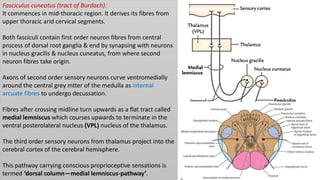 Fasciculus cuneatus (tract of Burdach):
It commences in mid-thoracic region. It derives its fibres from
upper thoracic arid cervical segments.
Both fasciculi contain first order neuron fibres from central
process of dorsal root ganglia & end by synapsing with neurons
in nucleus gracilis & nucleus cuneatus, from where second
neuron fibres take origin.
Axons of second order sensory neurons curve ventromedially
around the central grey mtter of the medulla as internal
arcuate fibres to undergo decussation.
Fibres after crossing midline turn upwards as a flat tract called
medial lemniscus which courses upwards to terminate in the
ventral posterolateral nucleus (VPL) nucleus of the thalamus.
The third order sensory neurons from thalamus project into the
cerebral cortex of the cerebral hemisphere.
This pathway carrying conscious proprioceptive sensations is
termed ‘dorsal column—medial lemniscus-pathway’.
 