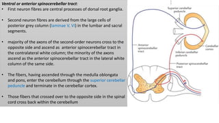 Ventral or anterior spinocerebellar tract:
• First neuron fibres are central processes of dorsal root ganglia.
• Second neuron fibres are derived from the large cells of
posterior grey column (laminae V, VI) in the lumbar and sacral
segments.
• majority of the axons of the second-order neurons cross to the
opposite side and ascend as anterior spinocerebellar tract in
the contralateral white column; the minority of the axons
ascend as the anterior spinocerebellar tract in the lateral white
column of the same side.
• The fibers, having ascended through the medulla oblongata
and pons, enter the cerebellum through the superior cerebellar
peduncle and terminate in the cerebellar cortex.
• Those fibers that crossed over to the opposite side in the spinal
cord cross back within the cerebellum
 