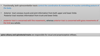 • Functionally, both spinocerebellar tracts control the coordination & movements of muscles controlling posture of
the body.
• Anterior tract conveys muscle and joint information from both upper and lower limbs
Posterior tract receives information from trunk and lower limbs
• posterior tract is concerned with fine movements, whereas anterior tract is concerned with gross movements of
the limb as a whole.
spino-olivary and spinotectal tracts are responsible for visual and proprioceptive reflexes.
 