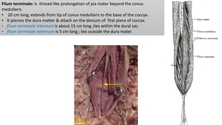 Filum terminale: is thread-like prolongation of pia mater beyond the conus
medullaris.
• 20 cm long; extends from tip of conus medullaris to the base of the coccyx.
• It pierces the dura matter & attach on the dorsum of first piece of coccyx.
• filum terminale internum is about 15 cm long ;lies within the dural sac.
• filum terminale externum is 5 cm long ; lies outside the dura mater.
 