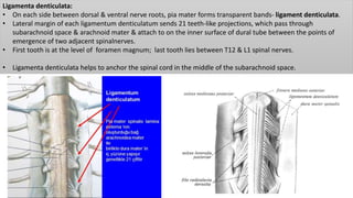 Ligamenta denticulata:
• On each side between dorsal & ventral nerve roots, pia mater forms transparent bands- ligament denticulata.
• Lateral margin of each ligamentum denticulatum sends 21 teeth-like projections, which pass through
subarachnoid space & arachnoid mater & attach to on the inner surface of dural tube between the points of
emergence of two adjacent spinalnerves.
• First tooth is at the level of foramen magnum; last tooth lies between T12 & L1 spinal nerves.
• Ligamenta denticulata helps to anchor the spinal cord in the middle of the subarachnoid space.
 