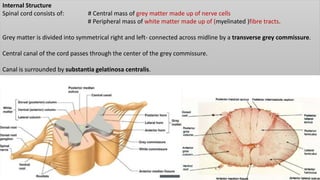 Internal Structure
Spinal cord consists of: # Central mass of grey matter made up of nerve cells
# Peripheral mass of white matter made up of (myelinated )fibre tracts.
Grey matter is divided into symmetrical right and left- connected across midline by a transverse grey commissure.
Central canal of the cord passes through the center of the grey commissure.
Canal is surrounded by substantia gelatinosa centralis.
 