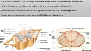 Grey matter is divided into a narrow elongated posterior horn (column) and broad anterior horn (column)
Posterior horn extends almost up to the surface of the cord but anterior horn falls short of it.
posterior horns are connected to the surface by a gelatinous substance called substantia gelatinosa
Thoracic segments & upper two lumbar segments (T1 to L2) possess lateral horn.
 