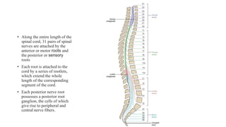 Sensorial Roots Spinal Cord final.pptx