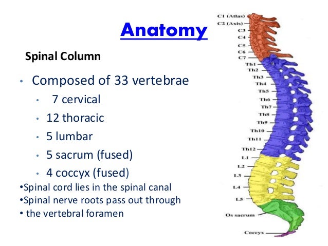 Spinal Cord Injuries spinal-cord-injuries