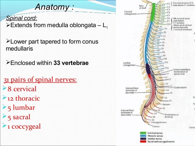 Spinal cord injuries