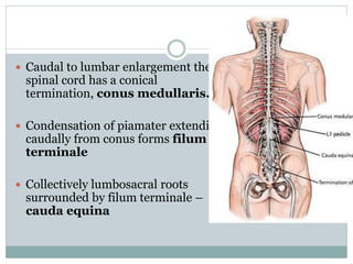Conus Form Spinal cord injuries.. | PPTX