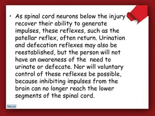 • As spinal cord neurons below the injury
recover their ability to generate
impulses, these reflexes, such as the
patellar reflex, often return. Urination
and defecation reflexes may also be
reestablished, but the person will not
have an awareness of the need to
urinate or defecate. Nor will voluntary
control of these reflexes be possible,
because inhibiting impulses from the
brain can no longer reach the lower
segments of the spinal cord.
 