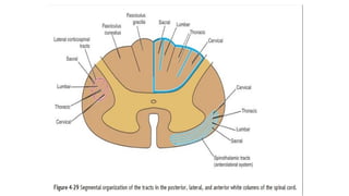 gross anatomy of spinal cord injuries neuroanatomy | PPTX