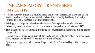 INFLAMMATORY: TRANSVERSE
MYELITIS
• It is an acute or subacute monophasic usually inflammatory disorder of the
spinal cord affecting considerable extent transversely but longitudinally
limited to 1 or 2 segments of the spinal cord.
• Etiology: it is a post-infectious disorder of the spinal cord that is seen
following an episode of influenza, mumps , measles or infections EBV.
• The disease is not obvious at the time of infection but occurs as the infection
tapers off.
• It is an autoimmune response of the body which gets provoked by infection.
Grey matter and the white matter both are affected.
• Spinal cord appears edematous, hyperemic & infilterated by inflammatory
cells.
 