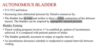 AUTONOMOUS BLADDER
• T11-T12 and below.
• Increasing intra abdominal pressure by Valsalva maneuver by .
• The bladder has no tone and neither is there a reflex contraction of the detrusor
muscle .The bladder can be emptied by suprapubic manual pressure.
Bladder Training
• Timed voiding program involves 1st to establish pt. pattern of incontinence
achieved. It is compared with patients pattern of intake.
• The bladder gradually accustom to empty at regular interval.
• As incontinence decreases schedule is readjusted to expand intervals between
voiding.
 