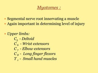 Myotomes :
 Segmental nerve root innervating a muscle
 Again important in determining level of injury
 Upper limbs:
C5 - Deltoid
C 6 - Wrist extensors
C 7 - Elbow extensors
C 8 - Long finger flexors
T 1 - Small hand muscles
 