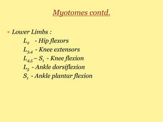 Myotomes contd.
 Lower Limbs :
L2 - Hip flexors
L3,4 - Knee extensors
L4,5 – S1 - Knee flexion
L5 - Ankle dorsiflexion
S1 - Ankle plantar flexion
 