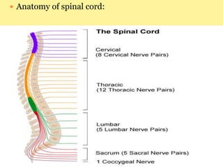  Anatomy of spinal cord:
 