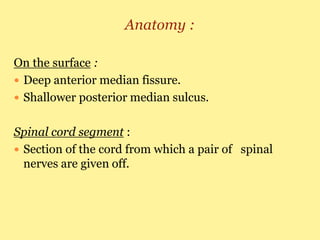 Anatomy :
On the surface :
 Deep anterior median fissure.
 Shallower posterior median sulcus.
Spinal cord segment :
 Section of the cord from which a pair of spinal
nerves are given off.
 