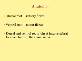 Anatomy :
 Dorsal root – sensory fibres
 Ventral root – motor fibres
 Dorsal and ventral roots join at intervertebral
foramen to form the spinal nerve
 