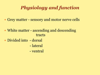 Physiology and function
 Grey matter - sensory and motor nerve cells
 White matter - ascending and descending
tracts
 Divided into - dorsal
- lateral
- ventral
 