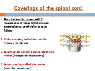 Coverings of the spinal cord
 The spinal cord is covered with 3
membranous envelops called meninges
arranged from superficial to deep as
follows :
1. Outer covering called dura matter
(fibrous membrane)
2. Intermediate covering called arachnoid
matter (transparent membrane)
3. Inner covering called pia matter
(vascular membrane)
 