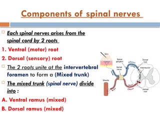 Components of spinal nerves
 Each spinal nerves arises from the
spinal cord by 2 roots
1. Ventral (motor) root
2. Dorsal (sensory) root
 The 2 roots unite at the intervertebral
foramen to form a (Mixed trunk)
 The mixed trunk (spinal nerve) divide
into :
A. Ventral ramus (mixed)
B. Dorsal ramus (mixed)
 