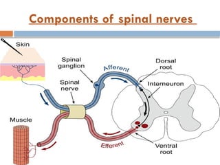 Components of spinal nerves
 