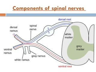 Components of spinal nerves
 